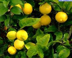 limoni_albero