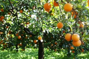 arance di sicilia