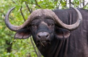 bufale