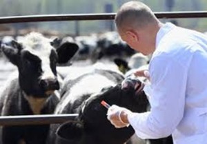 veterinario