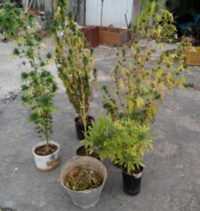 cannabis_francofonte