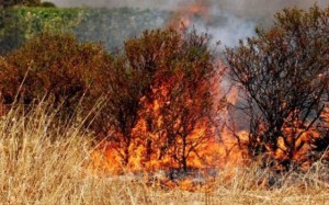 incendi_campagne