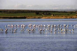 panatni_sicilia_s.o.2