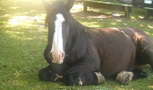 cavallo_accasciato