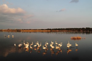Fenicotteri nella Riserva Saline di Priolo
