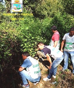 gdf_piantaggione