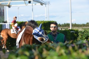 presentazione cavalli tondino