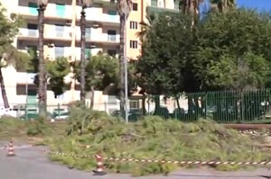 pini_piazza-adda