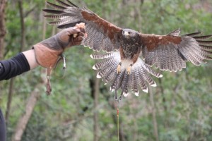 falconeria