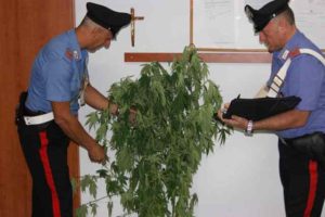 Marijuana Cassibile