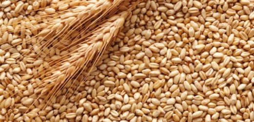 Crisi produttori grano duro, Zappulla (PD) interroga il ministro Martina per l’avvio del piano cerealicolo nazionale