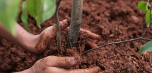 Un albero per ogni nato a Siracusa, domani la presentazione