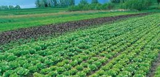 Siracusa, arrestato anziano 73enne sorpreso a rubare circa 50 kg di lattuga da un fondo agricolo