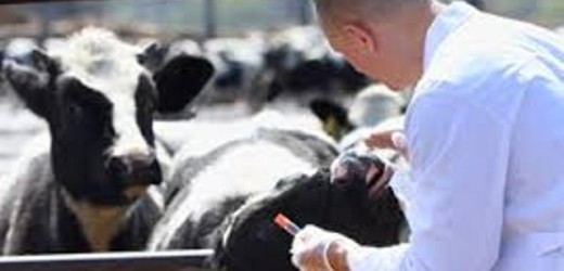 La Commissione bilancio autorizza più ore lavorative per i veterinari nella lotta alla brucellosi