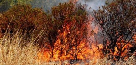 Prevenzione incendi con l’arrivo dell’estate, ordinanza del sindaco di Canicattini per la pulizia delle sterpaglie
