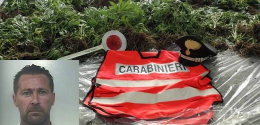 Pachino, nella serra tra i pomodori anche 85 piante di canapa indiana, arrestato un agricoltore 39enne