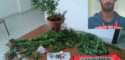Coltivava anche la canapa indiana tra i pomodori della sua serra, arrestato a Portopalo un agricoltore di 28 anni