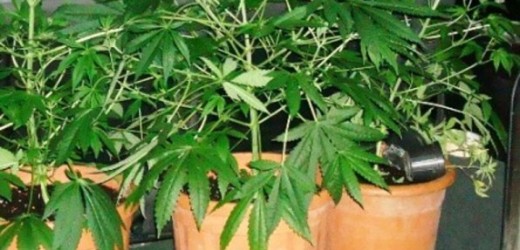 Lentini, trovato con 8 piante di marijuana e 3 cartucce di fucile calibro 12,  in manette 62enne