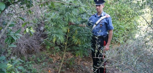 Sette persone denunciate dai Carabinieri a Siracusa, recuperate 4 piante di canapa indiana