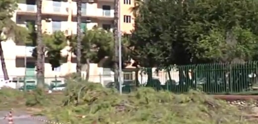 Pietà per i pini di Piazza Adda, Vinciullo, Castagnino e Alota chiedono al Comune di fermare i tagli