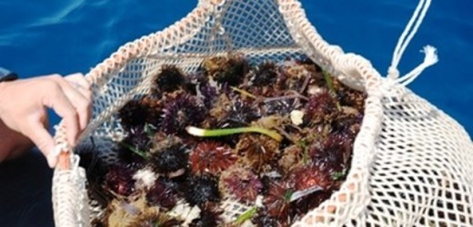Denunciati e sanzionati due pescatori intenti alla pesca subacquea di ricci di mare nel Porto Grande di Siracusa