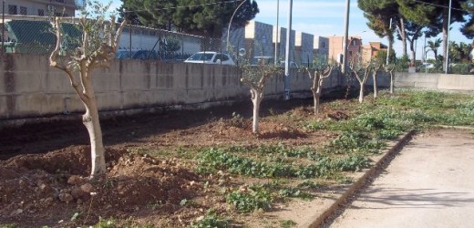 Quasi tutti ripiantumati gli alberi espiantati in via Bartolo Cannizzo per fare posto ad un rifornimento di carburante