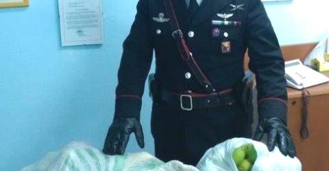Denunciati due avolesi per il furto di 300 kg di limoni in un terreno di contrada Risicone
