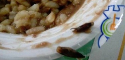 Mense scolastiche a Siracusa, i corpi estranei trovati nei piatti di riso che hanno scatenato polemiche erano solo graminacee