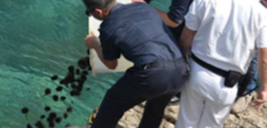 La Capitaneria di Porto di Augusta sequestra e rimette in mare 1.800 ricci, multa di 4.000 euro per i trasgressori