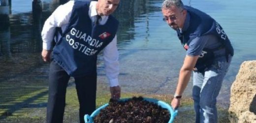 Augusta, la Capitaneria di Porto sequestra e rimette in mare 1.500 ricci pescati illegalmente, multa di 4.000 euro agli autori