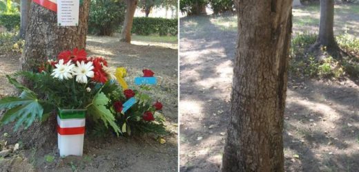 “Vandalizzato” l’albero di Paolo Borsellino a Villa Gorgia a Lentini, scomparsi fiori e nastrini tricolori