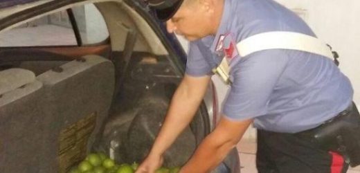 Avola, finisce ai domiciliari un 52enne sorpreso a rubare 50 kg di limoni in contrada Gallina