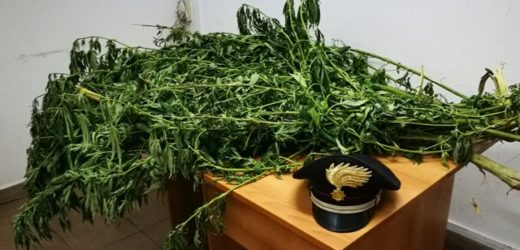 Arrestato dai Carabinieri un 32enne di Scordia mentre innaffiava una piantagione di marijuana