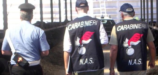 Controllo dei Carabinieri del Nas e dei veterinari dell’Asp in un allevamento di Noto, deciso sequestro cautelativo di 473 capi
