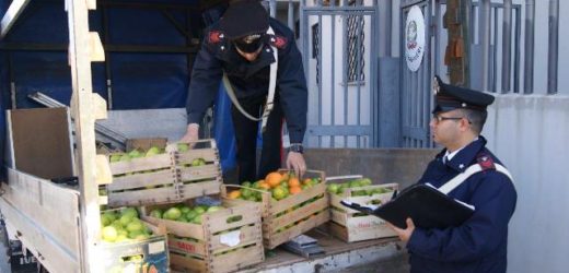 Sorpresi dal proprietario e poi dai Carabinieri a rubare 250 kg di limoni nei pressi di Vendicari, in due ai domiciliari